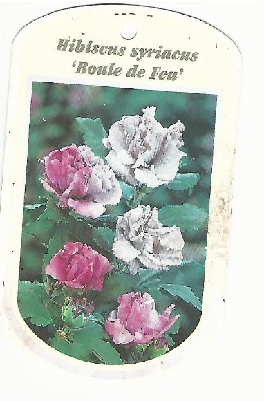 Hibiscus Syriacus Boule de feu 0001.jpg